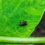 West Nile-viruset ble først oppdaget i Nashville-mygg i 2026