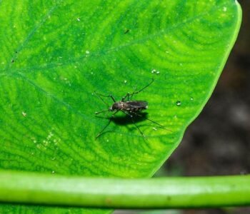 West-Nile-virus-Nashville.jpg