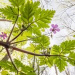 Theo Bosboom ser på en insektsøyne i perspektivskiftende ‘Flowerscapes’ — Colossal