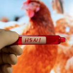 Et tilfelle av mistenkt H5N1 fugleinfluensa funnet på Australias østkyst