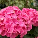 Enkelt triks for å få hortensia til å blomstre i 150 dager og se vakrere ut på hustak denne sommeren
