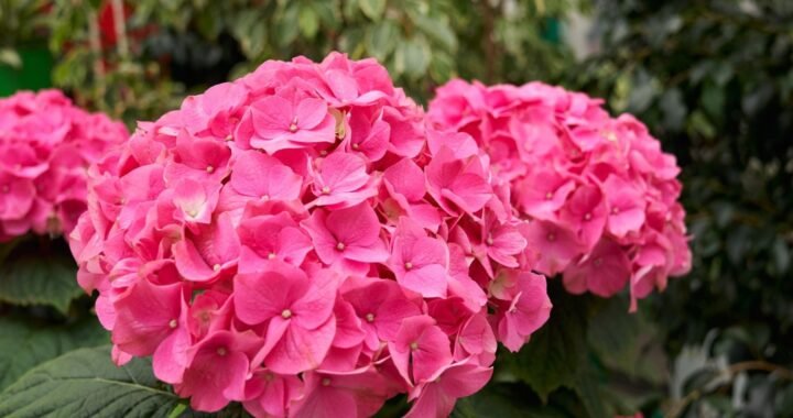 hortensias.jpg