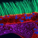 nikon-small-world-in-motion-ning-xu.png