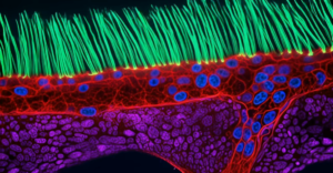 nikon-small-world-in-motion-ning-xu.png